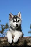 SIBERIAN HUSKY 716